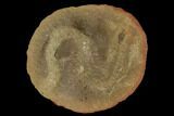 Fossil Ribbon Worm (Archisymplectes) Nodule - Illinois #142477-1